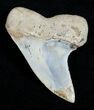 Mako Shark Tooth Fossil (Sharktooth Hill) #2101-1